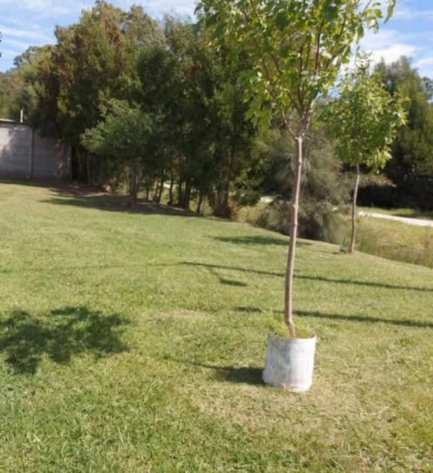 lote pemuta total 